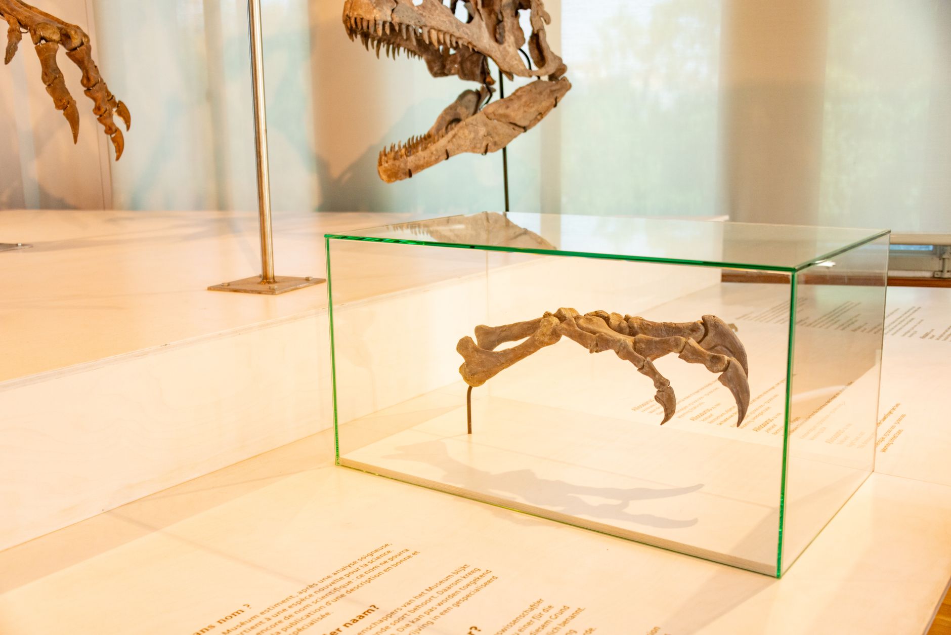Giant Claw Dinosaur: The Best Discovery in China Revealed